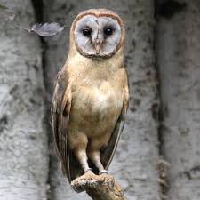 Ashy-Faced Barn Owl