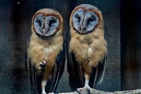 Ashy-Faced Barn Owl