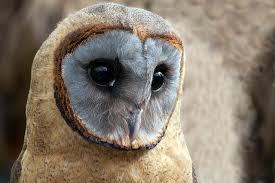 Ashy-Faced Barn Owl
