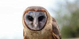 Ashy-Faced Barn Owl