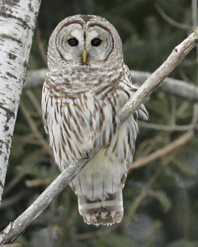 Barred Owl