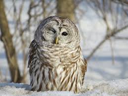 Barred Owl