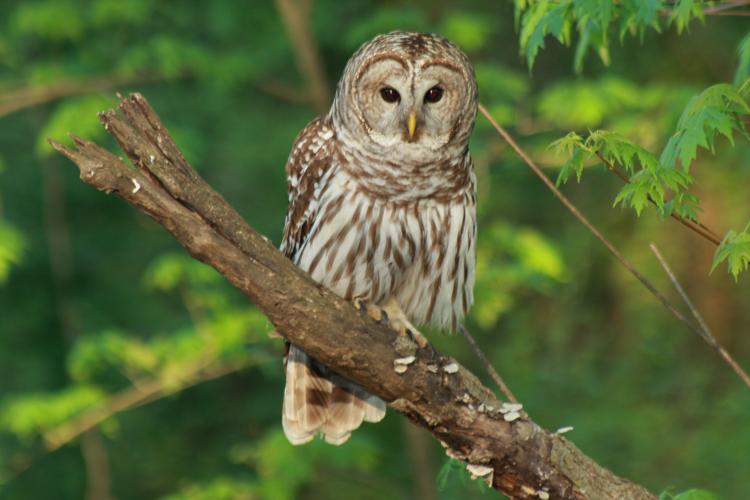 Barred Owl