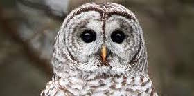 Barred Owl