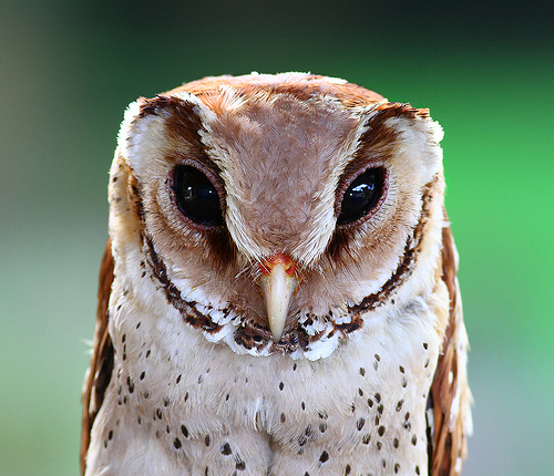 Bay Owl