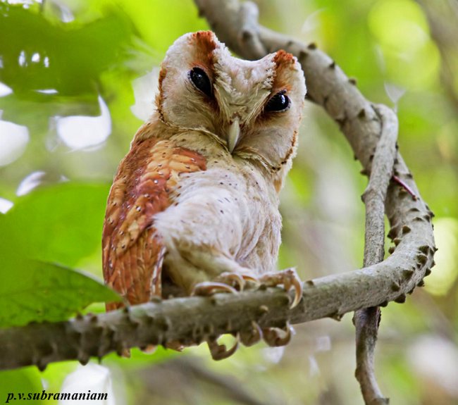 Bay Owl
