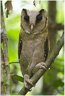 Bay Owl