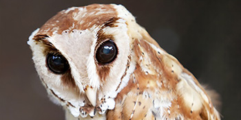 Bay Owl