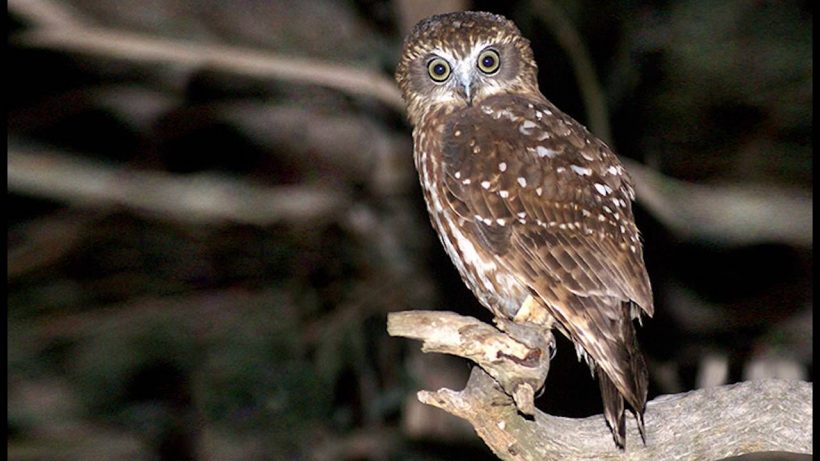 Boobook Owl
