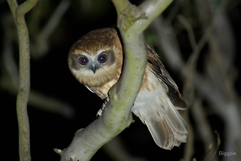 Boobook Owl