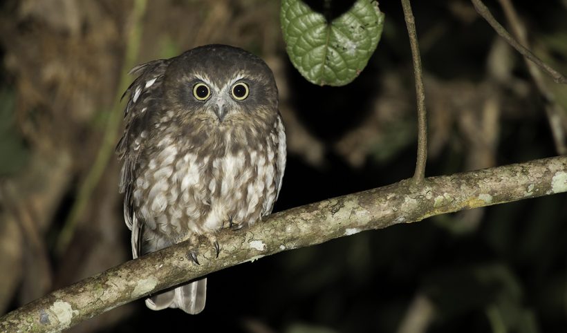 Boobook Owl