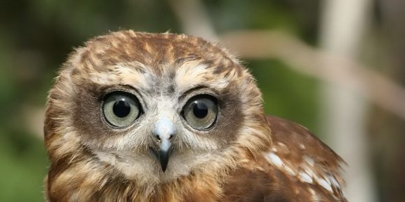 Boobook Owl