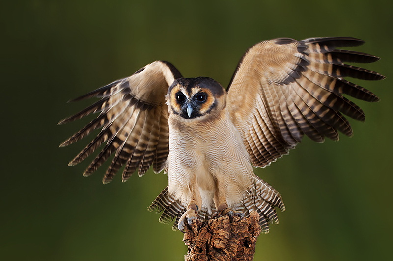 Brown Wood Owl