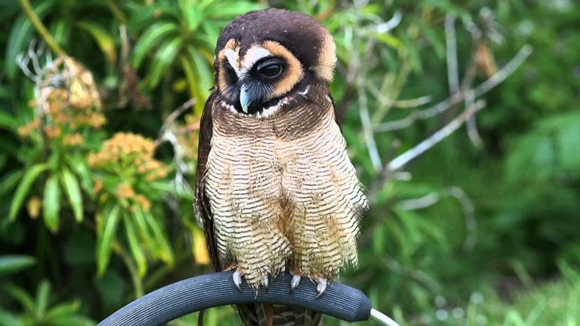Brown Wood Owl