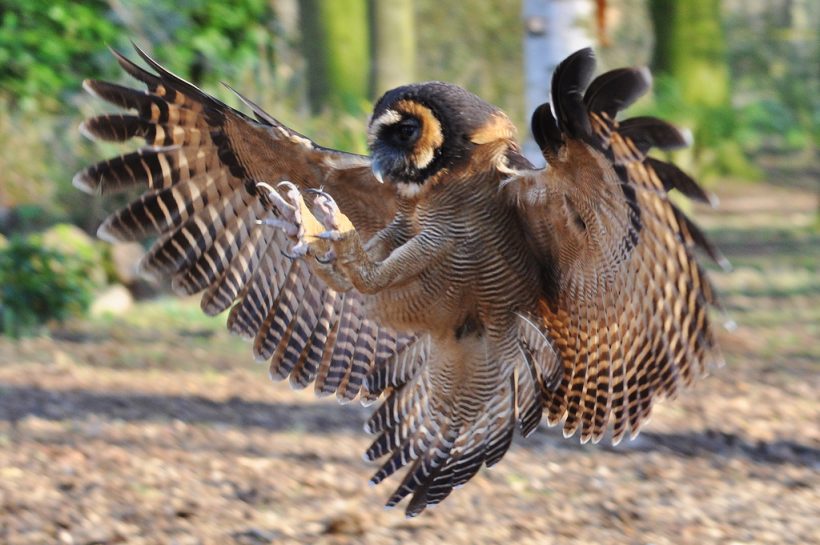 Brown Wood Owl