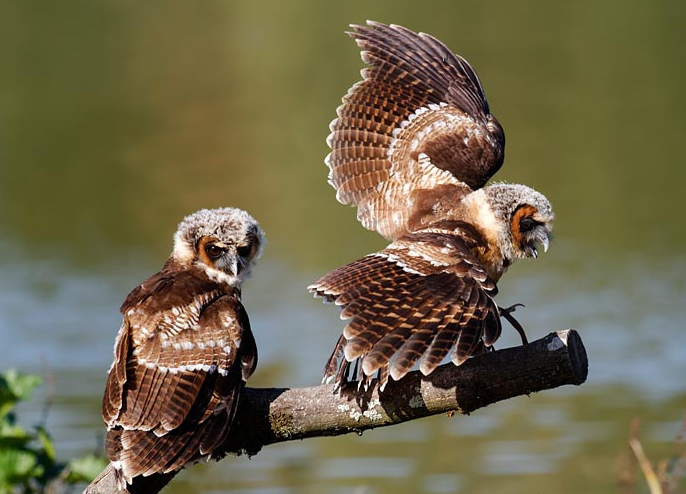 Brown Wood Owl