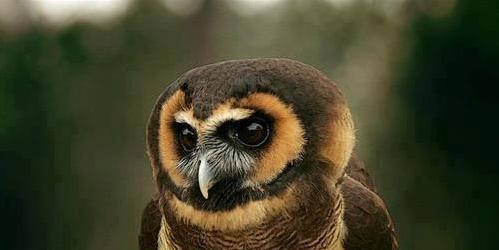 Brown Wood Owl