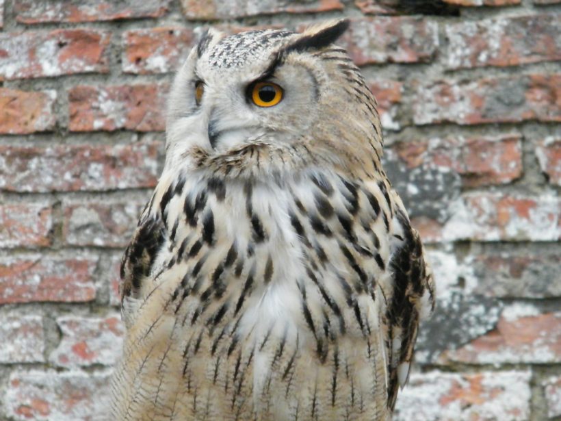Ahroni Eagle Owl