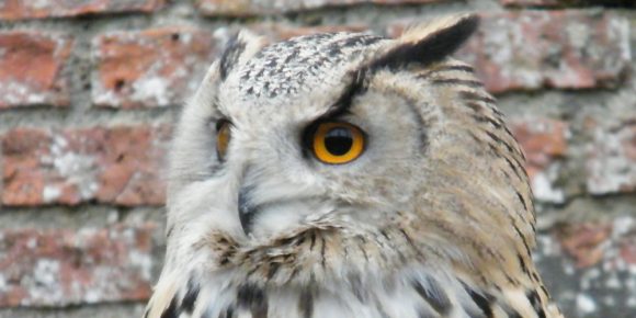 Ahroni Eagle Owl