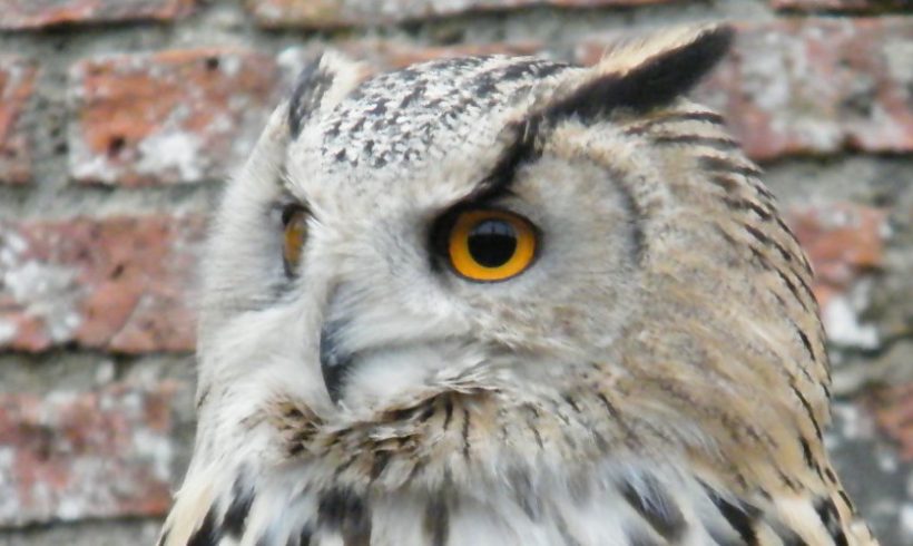 Ahroni Eagle Owl