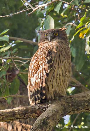 Brown Fish Owl