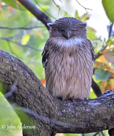 Brown Fish Owl