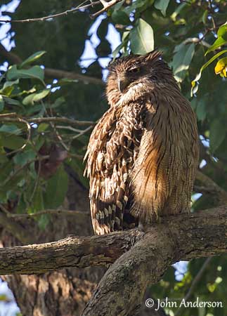 Brown Fish Owl
