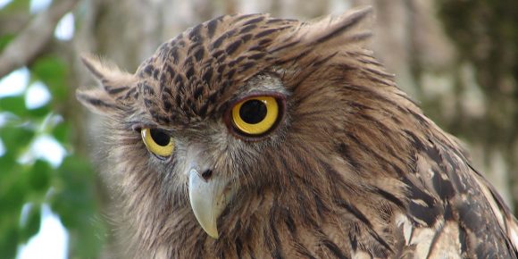 Brown Fish Owl