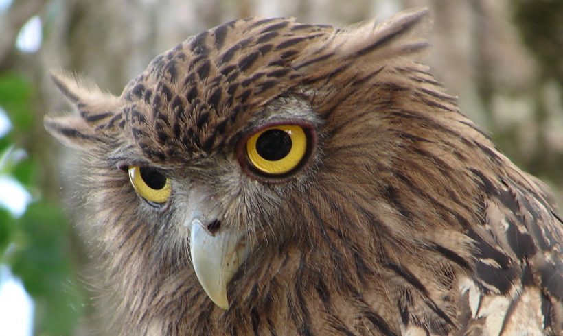 Brown Fish Owl